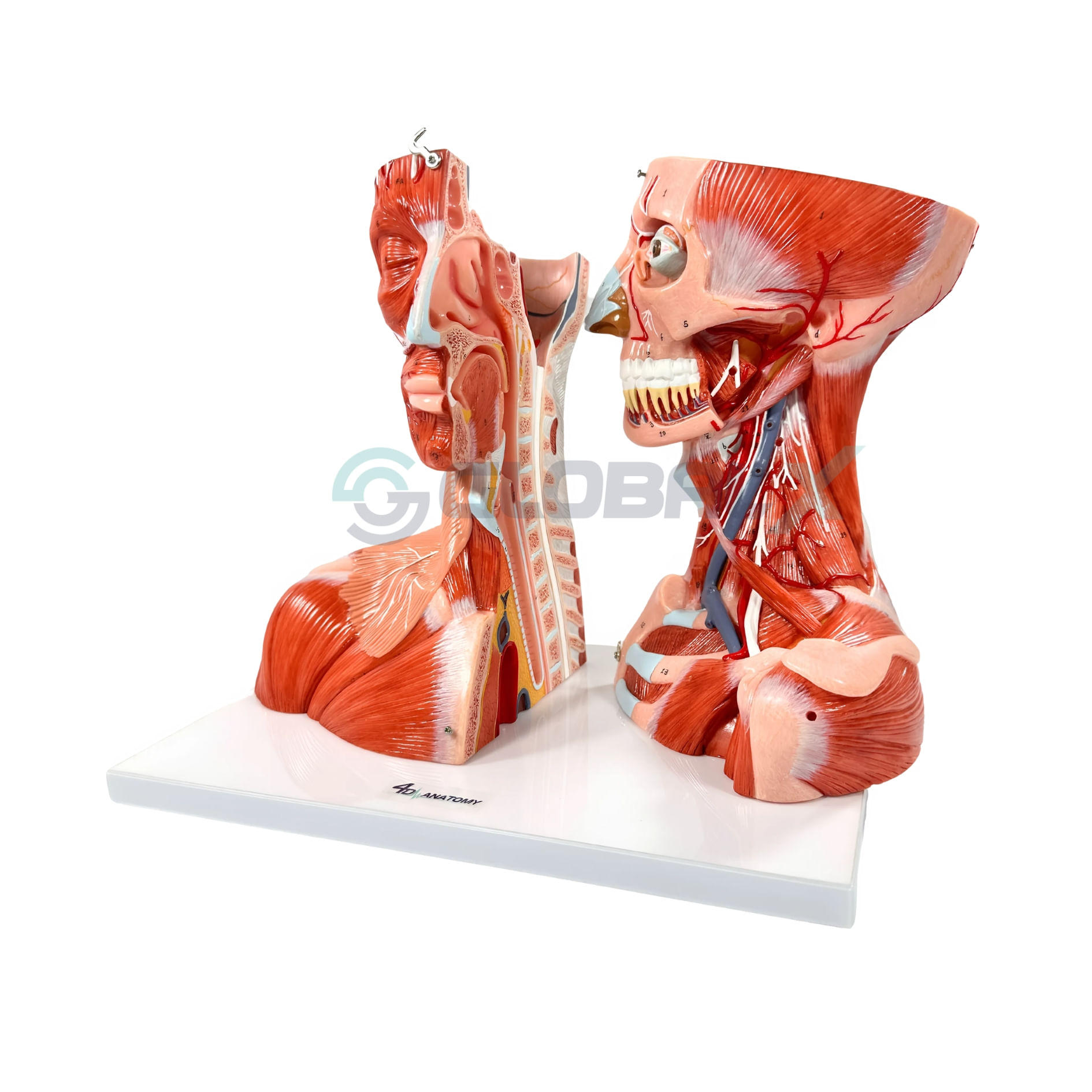 4D Anatomy - Global X
