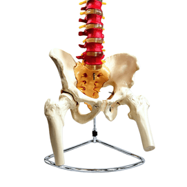 Coluna Vertebral Colorida, em Tamanho Natural