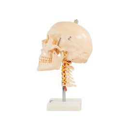 Crânio com Coluna Cervical Tamanho Real 4D-135