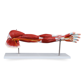 Modelo Músculo do Braço Humano 7 Partes 4D-336